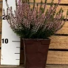 Roué Pépinières Plantes De Terre De Bruyère | ROUÉ PÉPINIÈRES - Bruyère d'été 'pink bettina' - en pot de 1 litre