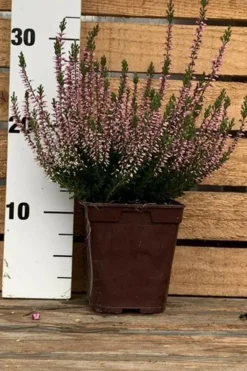 Roué Pépinières Plantes De Terre De Bruyère | ROUÉ PÉPINIÈRES - Bruyère d'été 'pink bettina' - en pot de 1 litre