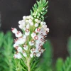 Roué Pépinières Plantes De Terre De Bruyère | ROUÉ PÉPINIÈRES - Bruyère vagabonde 'alba' - en pot de 1 litre