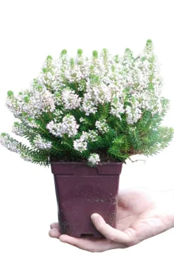 Roué Pépinières Plantes De Terre De Bruyère | ROUÉ PÉPINIÈRES - Bruyère vagabonde 'alba' - en pot de 1 litre