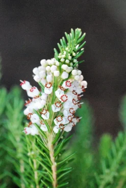 Roué Pépinières Plantes De Terre De Bruyère | ROUÉ PÉPINIÈRES - Bruyère vagabonde 'alba' - en pot de 1 litre