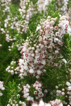 Roué Pépinières Plantes De Terre De Bruyère | ROUÉ PÉPINIÈRES - Bruyère vagabonde 'alba' - en pot de 1 litre