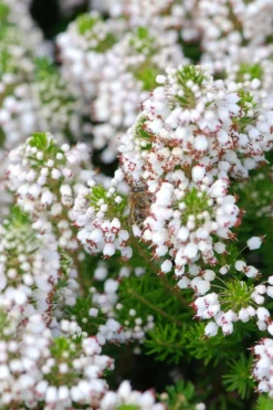 Roué Pépinières Plantes De Terre De Bruyère | ROUÉ PÉPINIÈRES - Bruyère vagabonde 'alba' - en pot de 1 litre