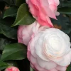 Roué Pépinières Plantes De Terre De Bruyère | ROUÉ PÉPINIÈRES - Camelia 'desire' - en pot de 1 litre