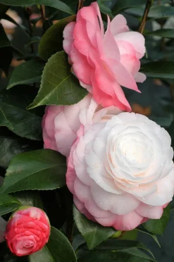 Roué Pépinières Plantes De Terre De Bruyère | ROUÉ PÉPINIÈRES - Camelia 'desire' - en pot de 1 litre