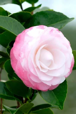 Roué Pépinières Plantes De Terre De Bruyère | ROUÉ PÉPINIÈRES - Camelia 'desire' - en pot de 1 litre