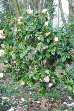 Roué Pépinières Plantes De Terre De Bruyère | ROUÉ PÉPINIÈRES - Camelia 'desire' - en pot de 1 litre