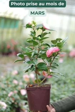 Roué Pépinières Plantes De Terre De Bruyère | ROUÉ PÉPINIÈRES - Camelia 'desire' - en pot de 1 litre
