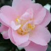 Roué Pépinières ROUÉ PÉPINIÈRES - Camelia 'la psalette' - en pot de 1 litre Sale