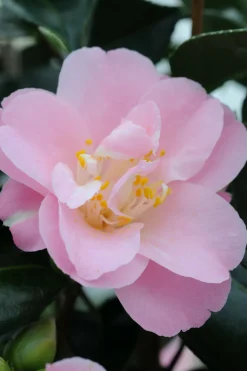 Roué Pépinières ROUÉ PÉPINIÈRES - Camelia 'la psalette' - en pot de 1 litre Sale