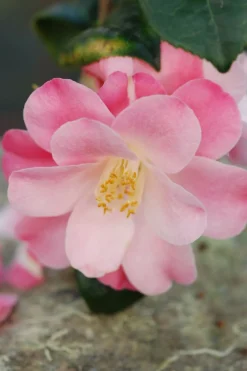 Roué Pépinières ROUÉ PÉPINIÈRES - Camelia 'la psalette' - en pot de 1 litre Sale