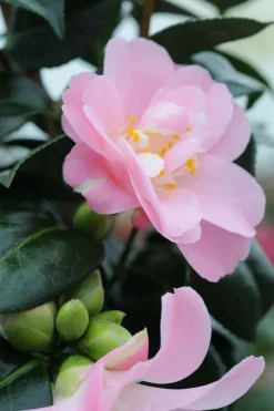 Roué Pépinières ROUÉ PÉPINIÈRES - Camelia 'la psalette' - en pot de 1 litre Sale