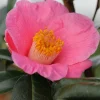 Roué Pépinières ROUÉ PÉPINIÈRES - Camelia 'st ewe' - en pot de 1 litre Hot