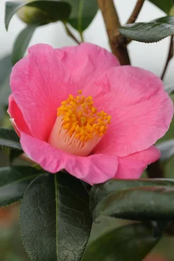 Roué Pépinières ROUÉ PÉPINIÈRES - Camelia 'st ewe' - en pot de 1 litre Hot