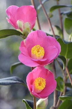 Roué Pépinières ROUÉ PÉPINIÈRES - Camelia 'st ewe' - en pot de 1 litre Hot