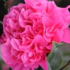 Roué Pépinières Plantes De Terre De Bruyère | ROUÉ PÉPINIÈRES - Camélia 'ack scent' - en pot de 1 litre