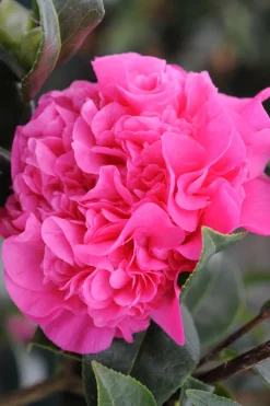 Roué Pépinières Plantes De Terre De Bruyère | ROUÉ PÉPINIÈRES - Camélia 'ack scent' - en pot de 1 litre