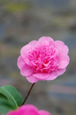 Roué Pépinières Plantes De Terre De Bruyère | ROUÉ PÉPINIÈRES - Camélia 'anticipation' - en pot de 1 litre