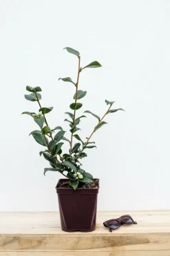 Roué Pépinières Plantes De Terre De Bruyère | ROUÉ PÉPINIÈRES - Camélia 'anticipation' - en pot de 1 litre