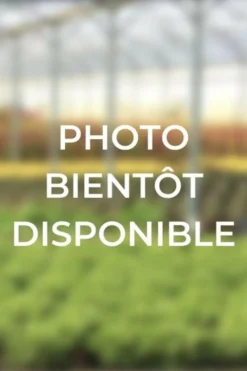 Roué Pépinières Plantes De Terre De Bruyère | ROUÉ PÉPINIÈRES - Camélia 'blaze of glory' - en pot de 1 litre