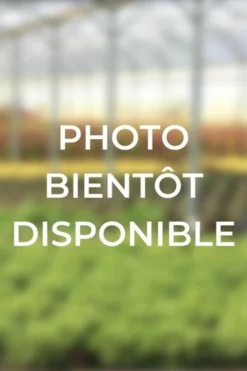 Roué Pépinières ROUÉ PÉPINIÈRES - Camélia 'bonomiana' - en pot de 1 litre Clearance