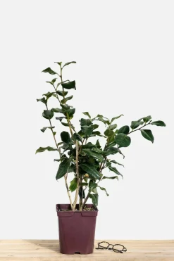 Roué Pépinières ROUÉ PÉPINIÈRES - Camélia 'bonomiana' - en pot de 1 litre Clearance