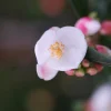 Roué Pépinières Plantes De Terre De Bruyère | ROUÉ PÉPINIÈRES - Camélia 'cupido' - en pot de 5 litres