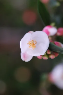 Roué Pépinières Plantes De Terre De Bruyère | ROUÉ PÉPINIÈRES - Camélia 'cupido' - en pot de 5 litres