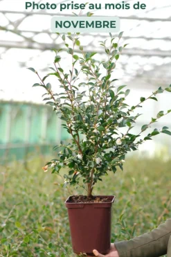 Roué Pépinières Plantes De Terre De Bruyère | ROUÉ PÉPINIÈRES - Camélia 'cupido' - en pot de 5 litres