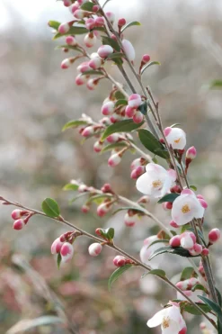 Roué Pépinières Plantes De Terre De Bruyère | ROUÉ PÉPINIÈRES - Camélia 'cupido' - en pot de 5 litres