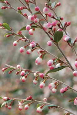 Roué Pépinières Plantes De Terre De Bruyère | ROUÉ PÉPINIÈRES - Camélia 'cupido' - en pot de 5 litres