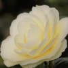 Roué Pépinières Plantes De Terre De Bruyère | ROUÉ PÉPINIÈRES - Camélia 'dahlohnega' - en pot de 1 litre