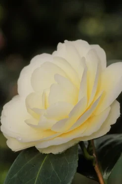 Roué Pépinières Plantes De Terre De Bruyère | ROUÉ PÉPINIÈRES - Camélia 'dahlohnega' - en pot de 1 litre