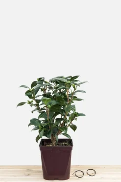 Roué Pépinières Plantes De Terre De Bruyère | ROUÉ PÉPINIÈRES - Camélia 'dahlohnega' - en pot de 1 litre
