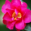 Roué Pépinières Plantes De Terre De Bruyère | ROUÉ PÉPINIÈRES - Camélia d'automne 'crimson king' - en pot de 1 litre