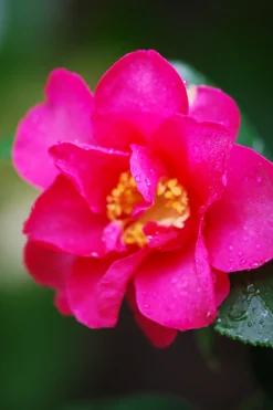 Roué Pépinières Plantes De Terre De Bruyère | ROUÉ PÉPINIÈRES - Camélia d'automne 'crimson king' - en pot de 1 litre