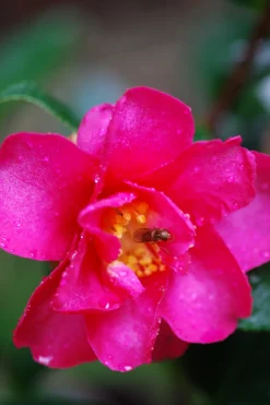Roué Pépinières Plantes De Terre De Bruyère | ROUÉ PÉPINIÈRES - Camélia d'automne 'crimson king' - en pot de 1 litre