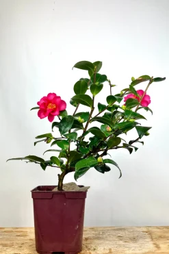 Roué Pépinières Plantes De Terre De Bruyère | ROUÉ PÉPINIÈRES - Camélia d'automne 'crimson king' - en pot de 1 litre