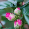 Roué Pépinières Plantes De Terre De Bruyère | ROUÉ PÉPINIÈRES - Camélia 'dr king' - en pot de 1 litre
