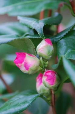 Roué Pépinières Plantes De Terre De Bruyère | ROUÉ PÉPINIÈRES - Camélia 'dr king' - en pot de 1 litre