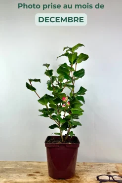 Roué Pépinières Plantes De Terre De Bruyère | ROUÉ PÉPINIÈRES - Camélia 'dr king' - en pot de 1 litre