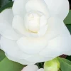 Roué Pépinières Plantes De Terre De Bruyère | ROUÉ PÉPINIÈRES - Camélia 'early pearly' - en pot de 3 litres