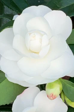 Roué Pépinières Plantes De Terre De Bruyère | ROUÉ PÉPINIÈRES - Camélia 'early pearly' - en pot de 3 litres