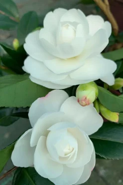 Roué Pépinières Plantes De Terre De Bruyère | ROUÉ PÉPINIÈRES - Camélia 'early pearly' - en pot de 3 litres