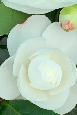 Roué Pépinières Plantes De Terre De Bruyère | ROUÉ PÉPINIÈRES - Camélia 'early pearly' - en pot de 3 litres