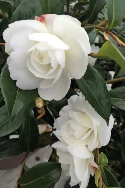 Roué Pépinières Plantes De Terre De Bruyère | ROUÉ PÉPINIÈRES - Camélia 'early pearly' - en pot de 3 litres