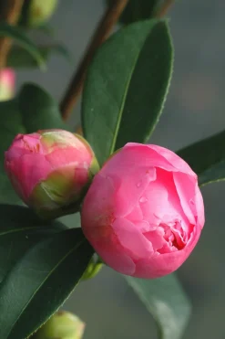 Roué Pépinières Plantes De Terre De Bruyère | ROUÉ PÉPINIÈRES - Camélia 'el dorado' - en pot de 1 litre