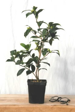 Roué Pépinières Plantes De Terre De Bruyère | ROUÉ PÉPINIÈRES - Camélia 'el dorado' - en pot de 1 litre
