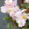 Roué Pépinières Plantes De Terre De Bruyère | ROUÉ PÉPINIÈRES - Camélia 'fairy blush' - en pot de 2 litres