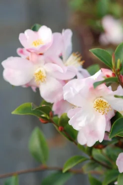 Roué Pépinières Plantes De Terre De Bruyère | ROUÉ PÉPINIÈRES - Camélia 'fairy blush' - en pot de 2 litres